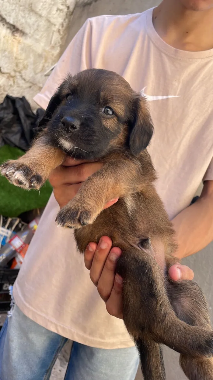 Cachorro raça SRD-ViraLata idade Abaixo de 2 meses nome Mel mãe dos filhotes 