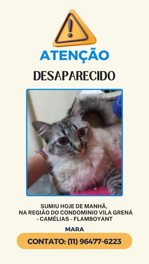 Gato raça SRD-ViraLata idade 6 ou mais anos nome zoey