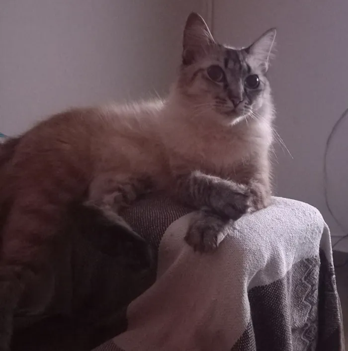 Gato raça SRD-ViraLata idade 6 ou mais anos nome zoey