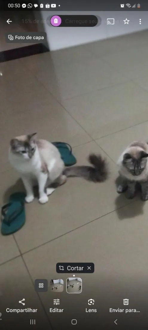 Gato raça SRD-ViraLata idade 3 anos nome Kallyu