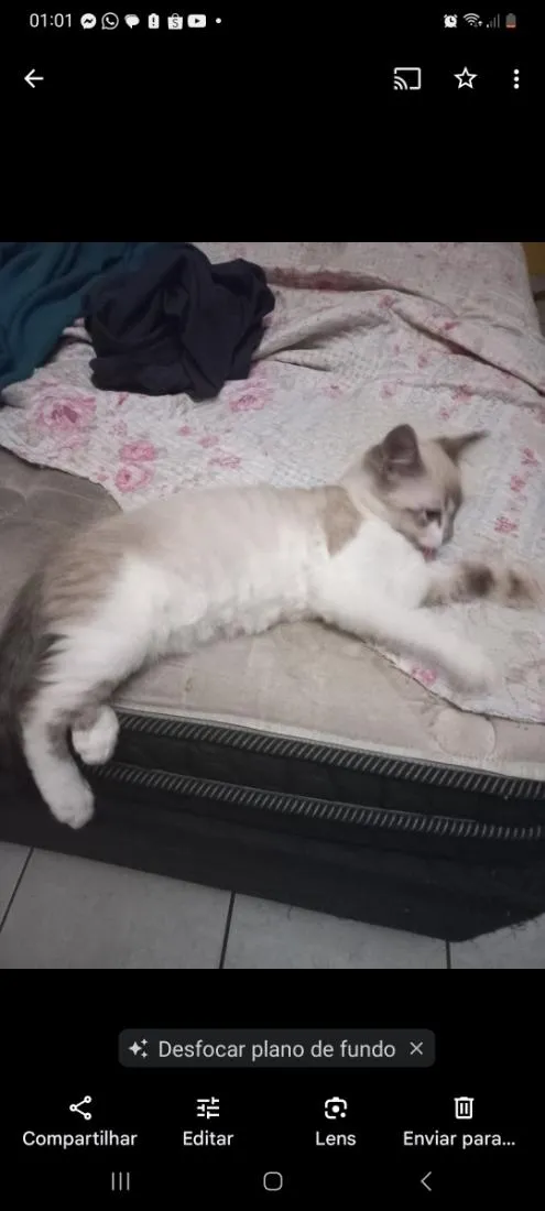 Gato raça SRD-ViraLata idade 3 anos nome Kallyu