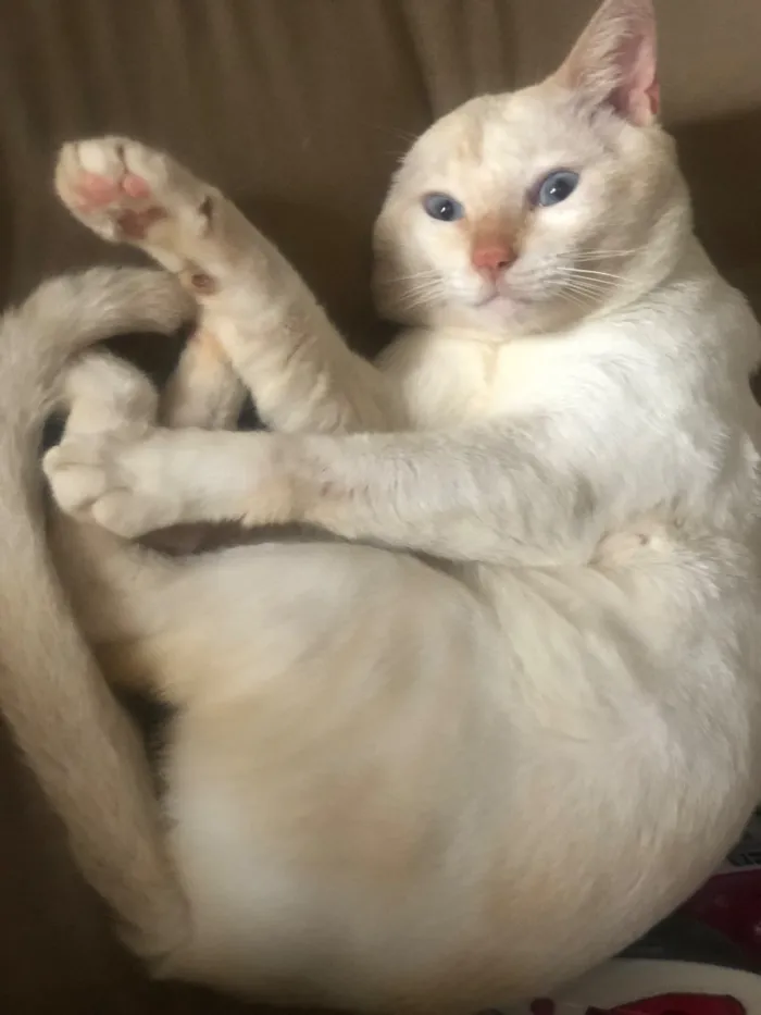 Gato raça SRD-ViraLata idade 4 anos nome Moiro