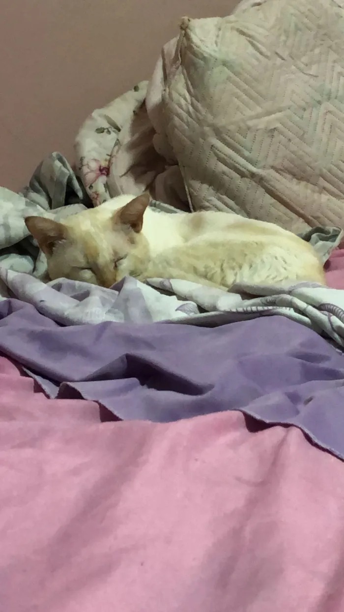 Gato raça SRD-ViraLata idade 4 anos nome Moiro