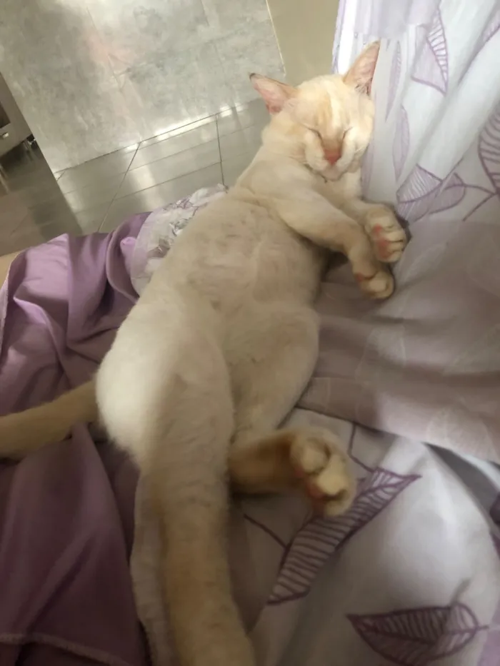 Gato raça SRD-ViraLata idade 4 anos nome Moiro