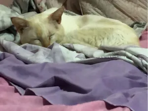 Gato raça SRD-ViraLata idade 4 anos nome Moiro
