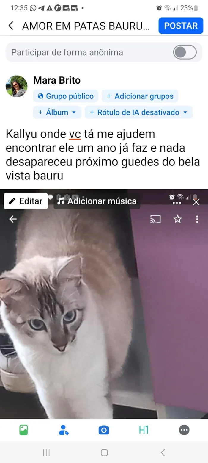 Gato raça SRD-ViraLata idade 3 anos nome Kallyu