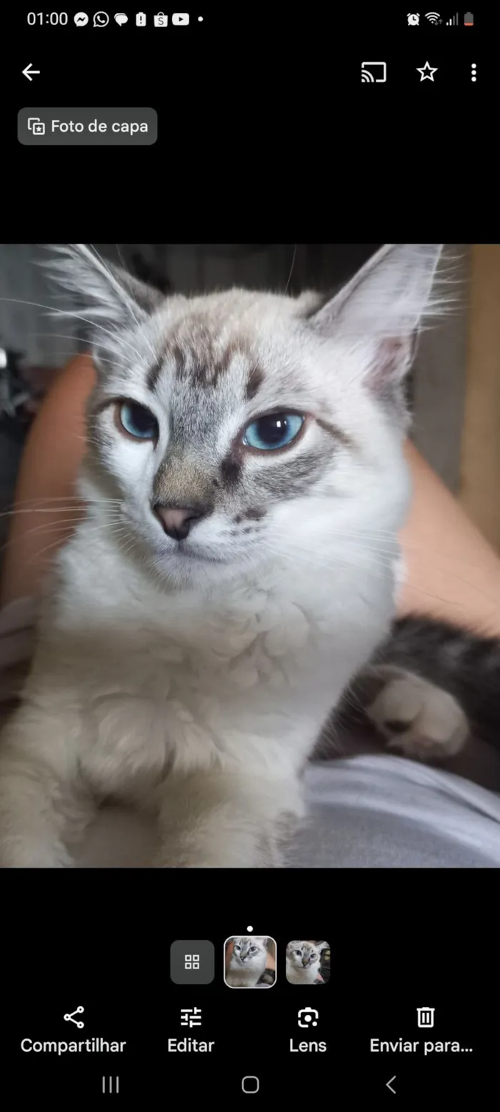 Gato raça SRD-ViraLata idade 3 anos nome Kallyu