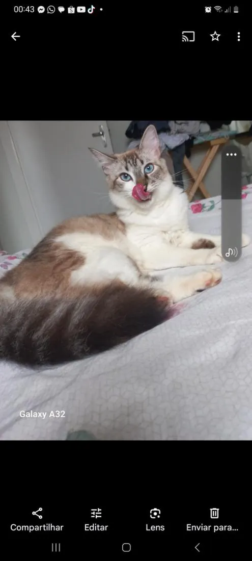 Gato raça SRD-ViraLata idade 3 anos nome kallyu