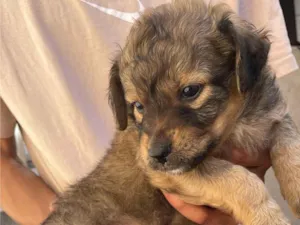 Cachorro raça SRD-ViraLata idade Abaixo de 2 meses nome Mel mãe dos filhotes 