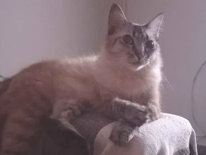 Gato raça SRD-ViraLata idade 6 ou mais anos nome zoey