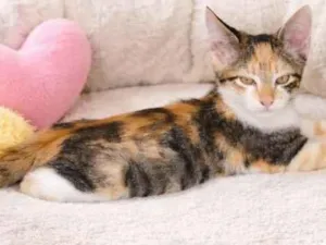 Gato raça SRD-ViraLata idade 2 a 6 meses nome Safira