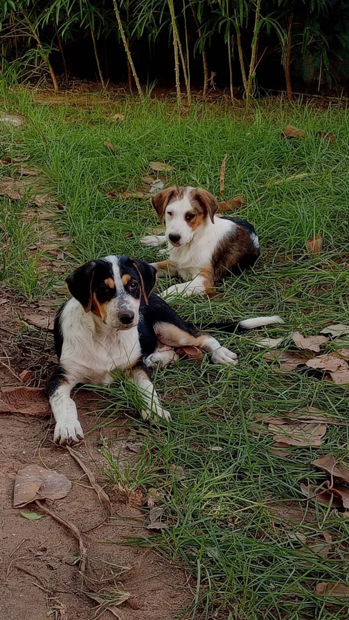 Cachorro raça SRD-ViraLata idade 2 a 6 meses nome Amora e Lua