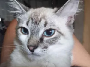 Gato raça SRD-ViraLata idade 3 anos nome Kallyu