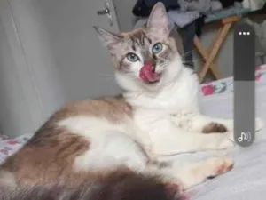 Gato raça SRD-ViraLata idade 3 anos nome kallyu