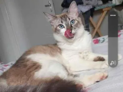 Gato raça SRD-ViraLata idade 3 anos nome kallyu