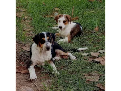 Cachorro raça SRD-ViraLata idade 2 a 6 meses nome Amora e Lua