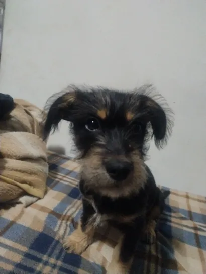 Cachorro raça SRD-ViraLata idade 1 ano nome Toddy 
