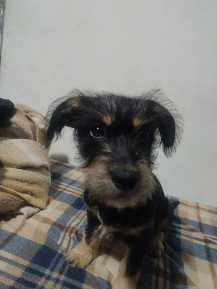 Cachorro raça SRD-ViraLata idade 1 ano nome Toddy 