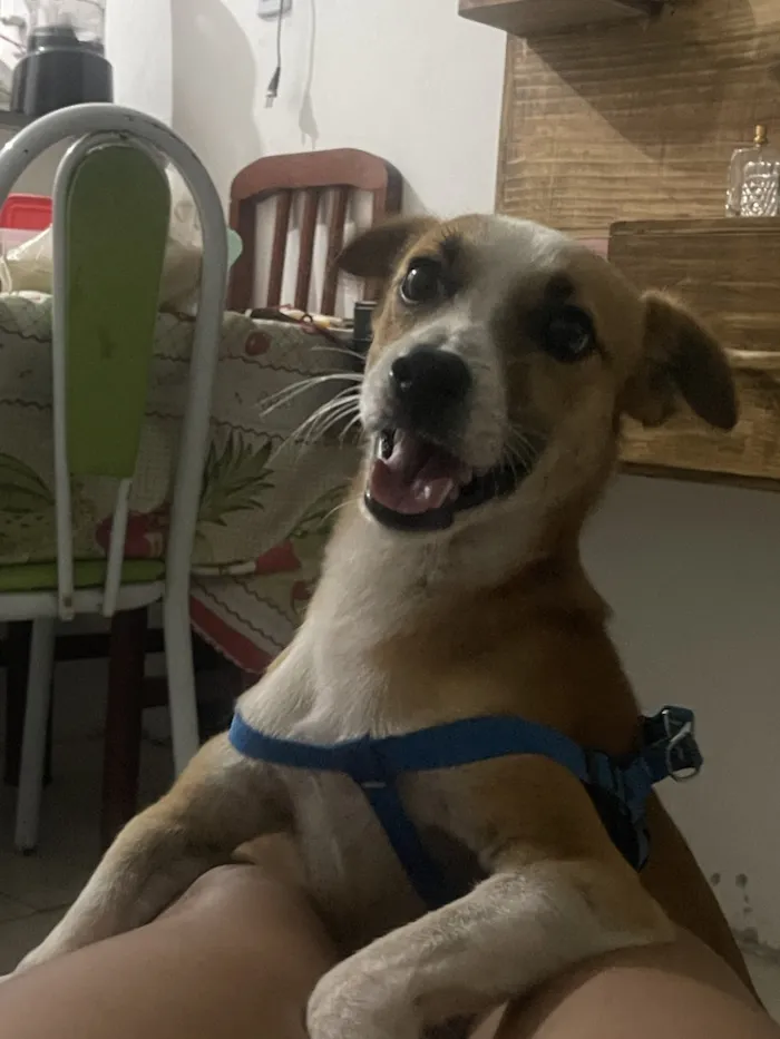 Cachorro raça SRD-ViraLata idade 2 anos nome Beethoven 