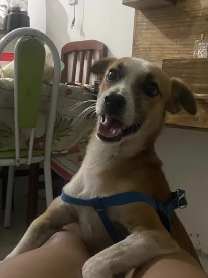 Cachorro raça SRD-ViraLata idade 2 anos nome Beethoven 