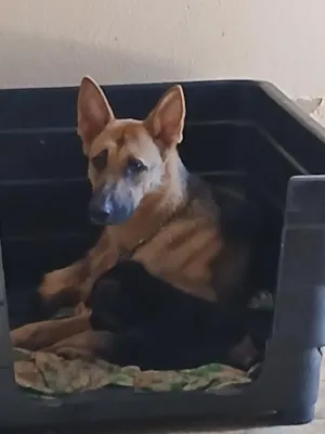 Cachorro raça Pastor Alemão idade 3 anos nome Vicky