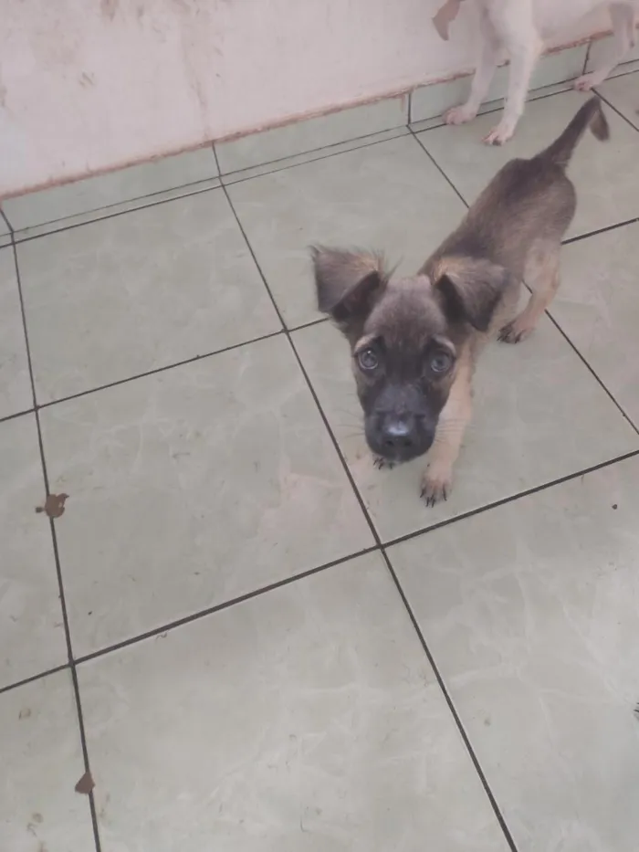 Cachorro raça SRD-ViraLata idade 2 a 6 meses nome sem nome