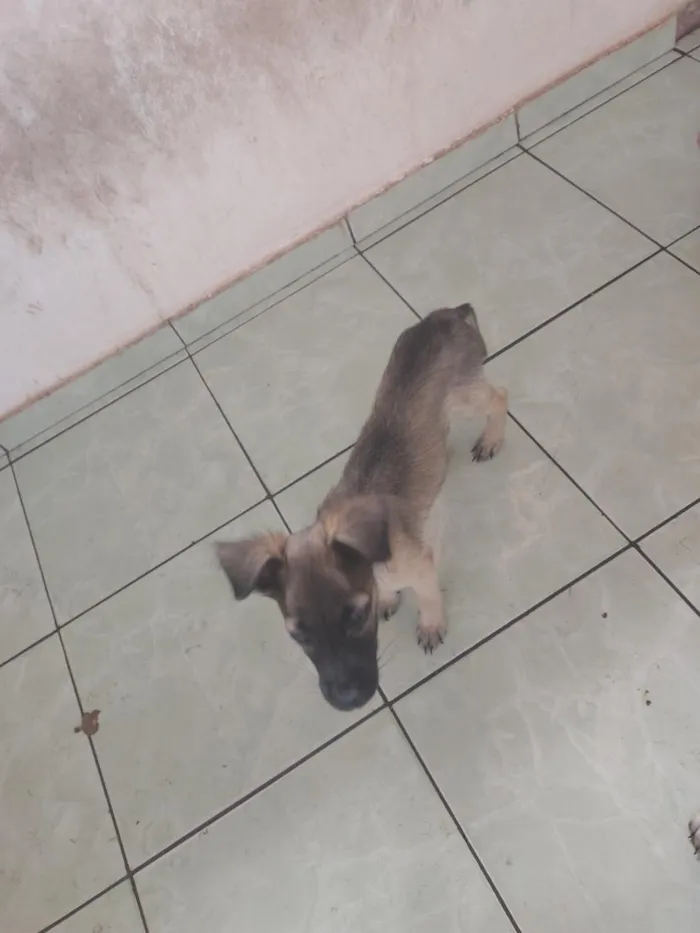 Cachorro raça SRD-ViraLata idade 2 a 6 meses nome sem nome