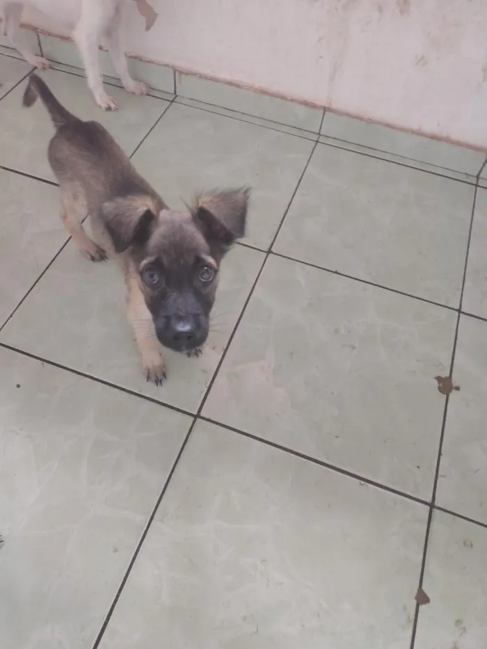 Cachorro raça SRD-ViraLata idade 2 a 6 meses nome sem nome