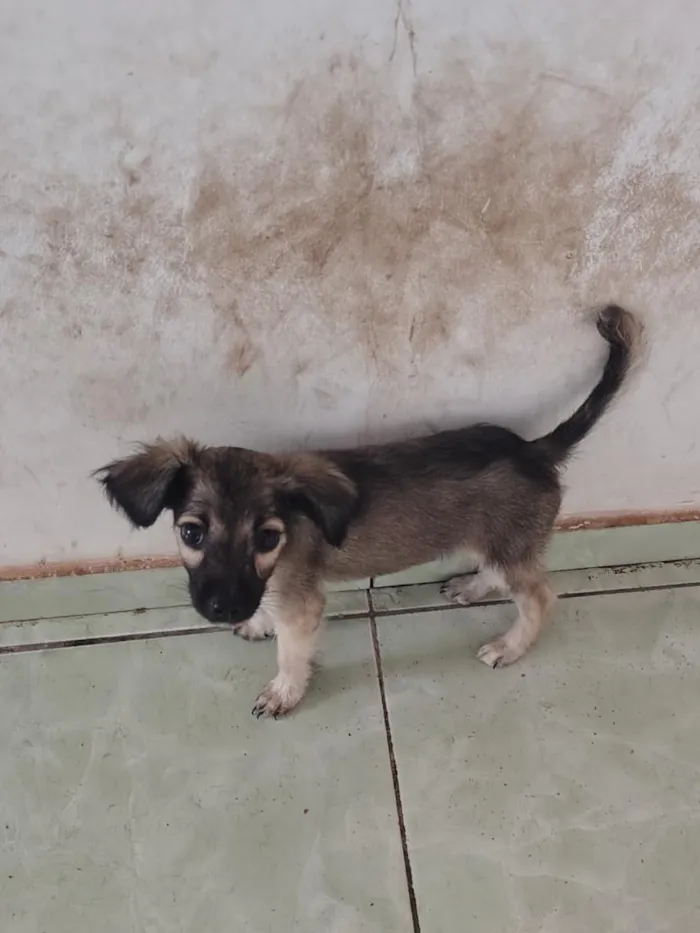 Cachorro raça SRD-ViraLata idade 2 a 6 meses nome lua