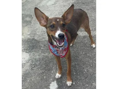 Cachorro raça SRD-ViraLata idade 2 a 6 meses nome Meg 