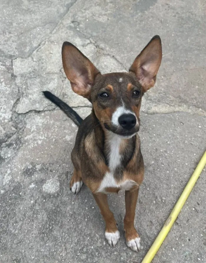 Cachorro raça SRD-ViraLata idade 2 a 6 meses nome Meg 