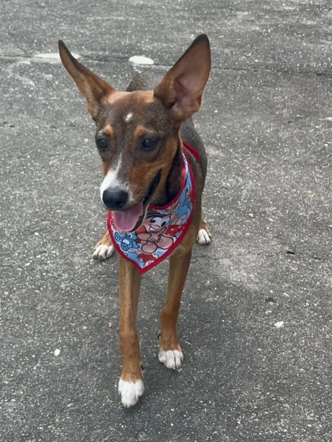 Cachorro raça SRD-ViraLata idade 2 a 6 meses nome Meg 