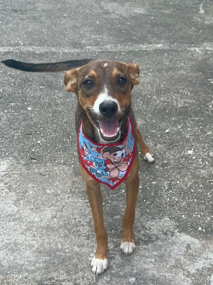 Cachorro raça SRD-ViraLata idade 2 a 6 meses nome Meg 