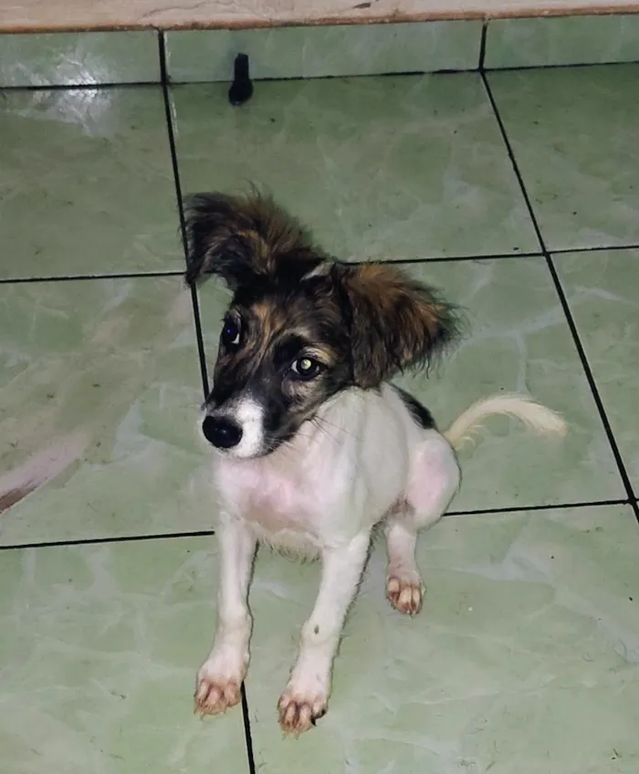 Cachorro raça SRD-ViraLata idade 2 a 6 meses nome sem nome