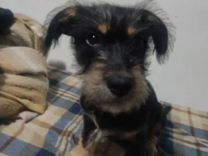 Cachorro raça SRD-ViraLata idade 1 ano nome Toddy 