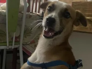 Cachorro raça SRD-ViraLata idade 2 anos nome Beethoven 