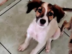 Cachorro raça SRD-ViraLata idade 2 a 6 meses nome sem nome