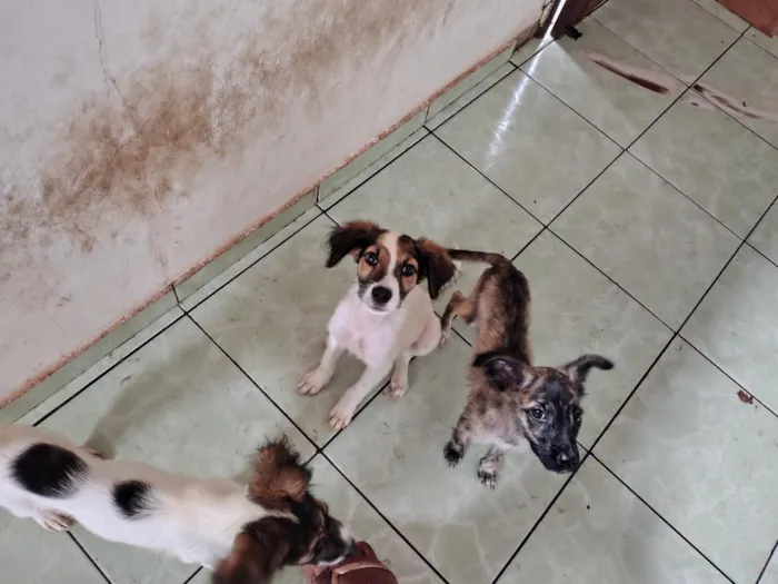 Cachorro raça SRD-ViraLata idade 2 a 6 meses nome sem nome