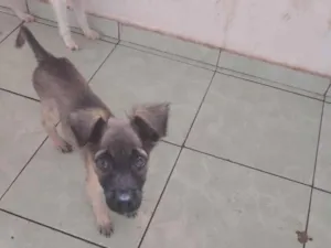 Cachorro raça SRD-ViraLata idade 2 a 6 meses nome sem nome