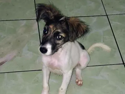 Cachorro raça SRD-ViraLata idade 2 a 6 meses nome sem nome