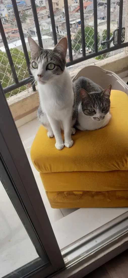 Gato raça SRD-ViraLata idade 2 anos nome Tina tunner e Edit Piaff 