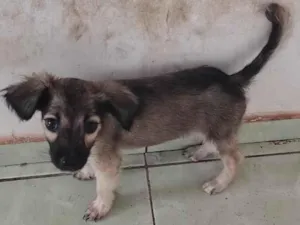 Cachorro raça SRD-ViraLata idade 2 a 6 meses nome lua