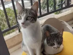 Gato raça SRD-ViraLata idade 2 anos nome Tina tunner e Edit Piaff 