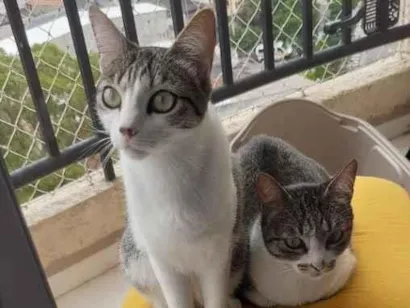 Gato raça SRD-ViraLata idade 2 anos nome Tina tunner e Edit Piaff 