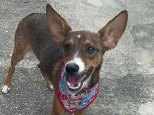 Cachorro raça SRD-ViraLata idade 2 a 6 meses nome Meg 