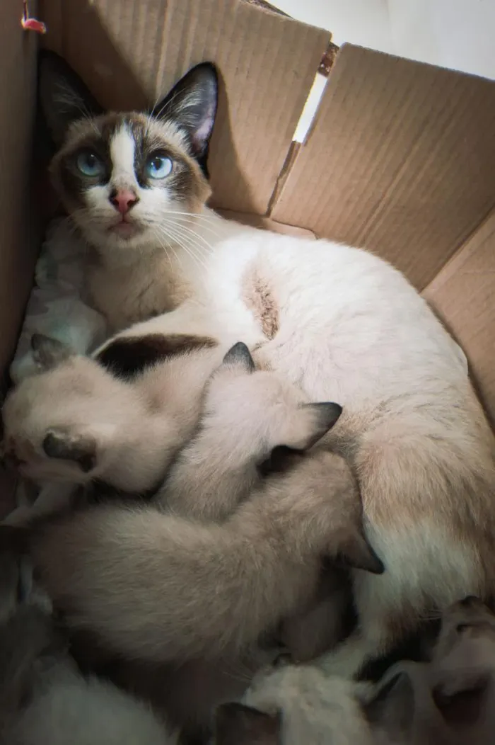 Gato raça Siamês idade 1 ano nome Biga