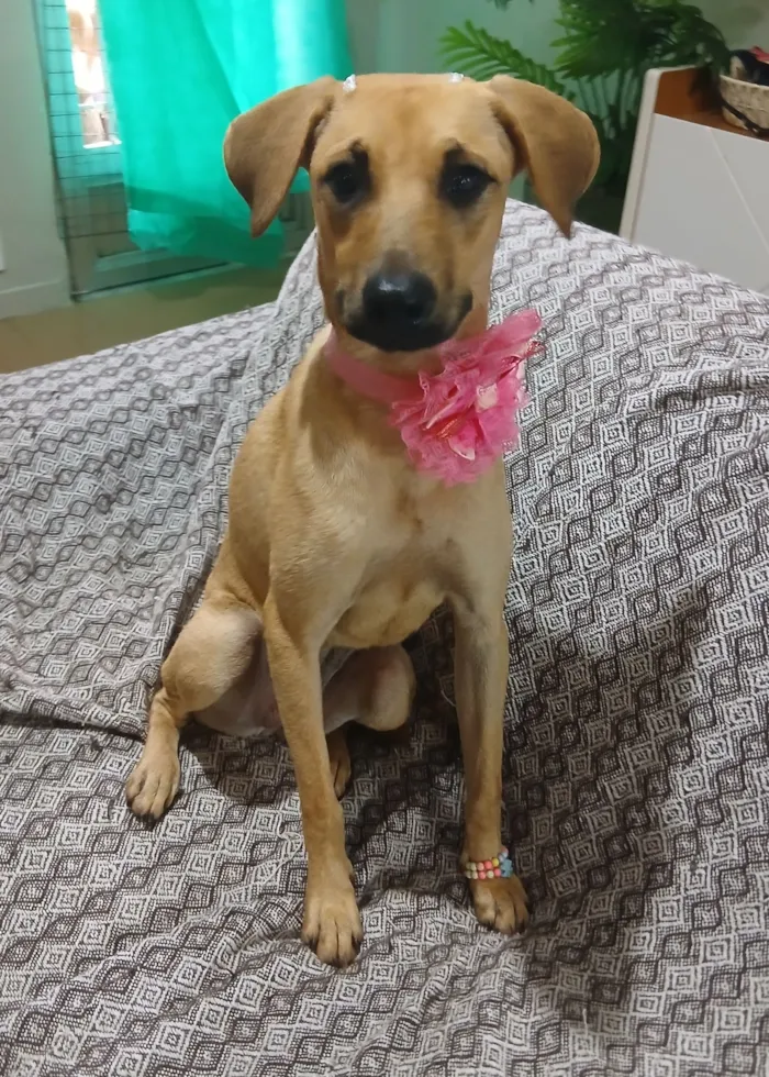 Cachorro raça SRD-ViraLata idade 1 ano nome Sofia 