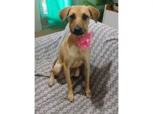 Cachorro raça SRD-ViraLata idade 1 ano nome Sofia 