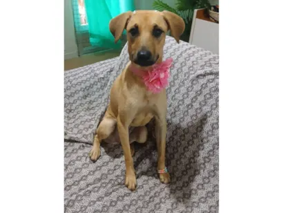 Cachorro raça SRD-ViraLata idade 1 ano nome Sofia 