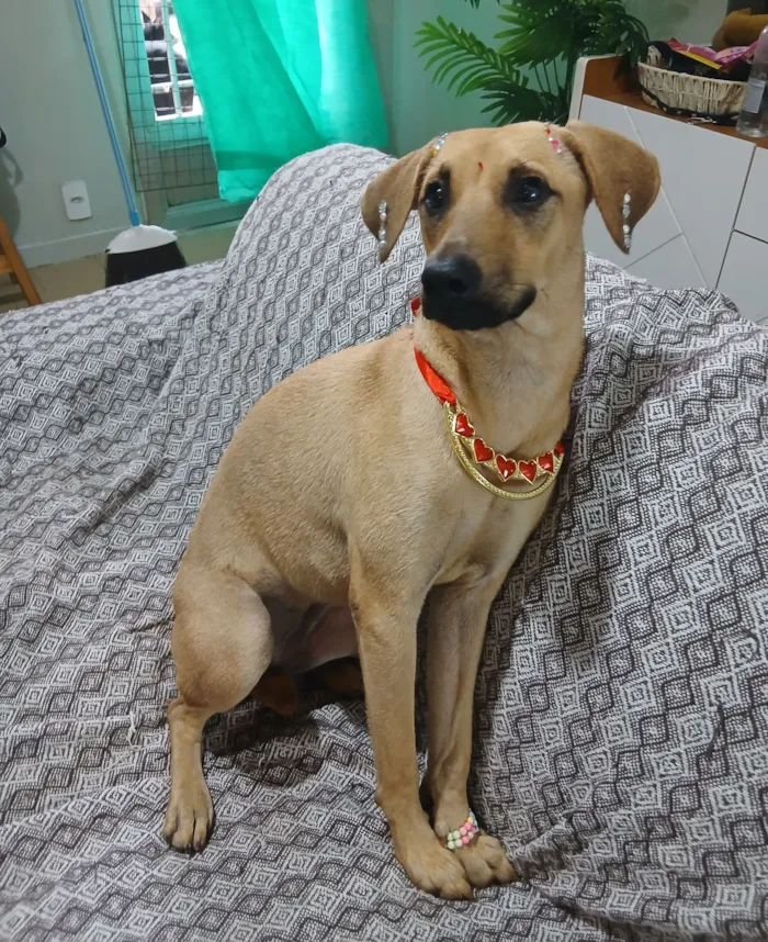 Cachorro raça SRD-ViraLata idade 1 ano nome Sofia 